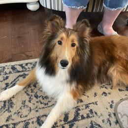 Shetland Sheepdog Puppies from Armitage Shetland Sheepdogs