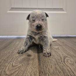 Oliver - Blue male Australian Cattle Dog puppy in Prescott Valley, Arizona from KS Cattle Dogs