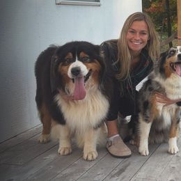 Australian Shepherds from Hall-N-Auss Australian shepherds