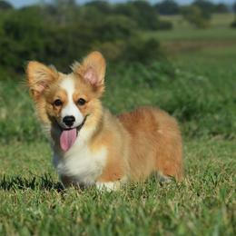 Fluffy Red Female - Red female Pembroke Welsh Corgi puppy in Kansas City, Missouri from Willow Creek Corgis
