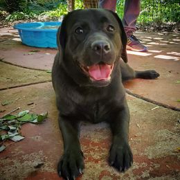 Winnie - Labrador Retriever
