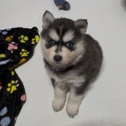 Selena - Black and white female Pomsky puppy in Spring Hill, Florida from PDQ Pomskies