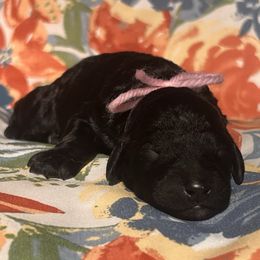 Vixen - Black female Labradoodle puppy in Monticello, Georgia from Daylin’s Doodles & Labradors