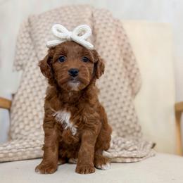 Kit - Red  female Goldendoodle puppy in Newcastle, Oklahoma from Ritzy Creek Doodles