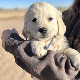 Velocity- dark blue collar - Light golden female Golden Retriever puppy in Colorado Springs, Colorado from Sharp Guardians and Goldens