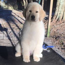 Golden Retriever Puppies from Briarcrest Golden Retrievers
