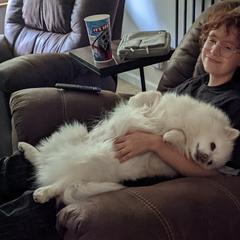 American Eskimo Dogs and Border Collies from Mondenkind Border Collies and Guidingstars American Eskimos