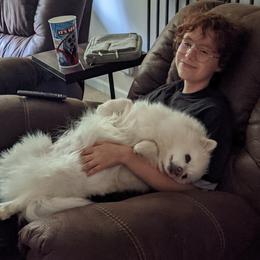American Eskimo Dogs and Border Collies from Mondenkind Border Collies and Guidingstars American Eskimos