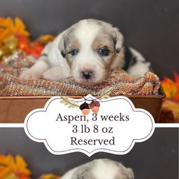 Aspen - Blue merle female Australian Shepherd puppy in Marshall, Virginia from Greywood Farm Aussies
