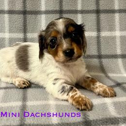 Princess - Dapple female Dachshund puppy in Carlsbad, Texas from MV Mini Dachshunds
