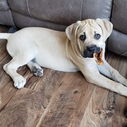 Cane Corso Puppies from Samantha Jackson