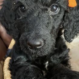 Poodles from Azpoodles