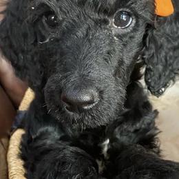 Poodles from Azpoodles