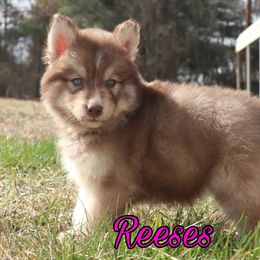 Siberian Husky Puppies from Husky Hotel