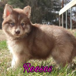 Siberian Husky Puppies from Husky Hotel