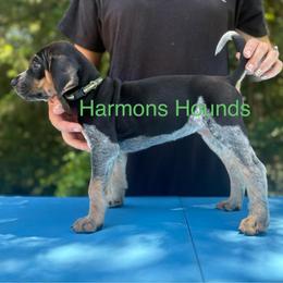 Junebug - Blue ticked and tan female Bluetick Coonhound puppy in Mount Pleasant, Texas from Harmons Hounds