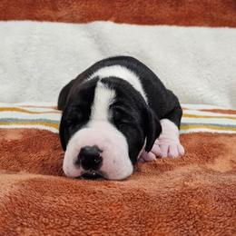 Mantle Small Blaze - Mantle female Great Dane puppy in Castle Rock, Washington from Uber Alles Great Danes
