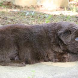 Sprout - Red tri-color male Australian Shepherd puppy in Macon, Georgia from Shaina’s Shepherds
