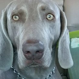 Willow - Weimaraner