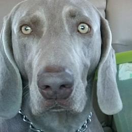 Willow - Weimaraner
