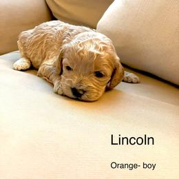 Lincoln - Buff and white male Cockapoo puppy in Spring Valley, Wisconsin from Filipiak Breeders