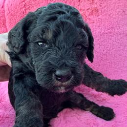 Mint - Phantom male Poodle puppy in Simms, Texas from Donna’s Aussies & Pink Heart Poodles