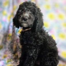 Bellatrix - Black female Sheepadoodle puppy in Austin, Texas from Darling Doodles
