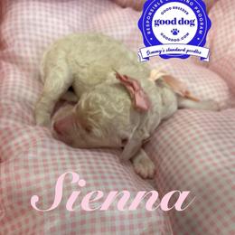 Sienna - White female Poodle puppy in Mobile, Alabama from Semmy’s Standard Poodle LLC