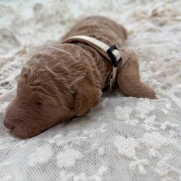 Karma - Apricot female Poodle puppy in Otto, North Carolina from Wild Suns Farm