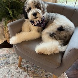 Bernedoodle and Goldendoodle Puppies from A.N.A. Doodles