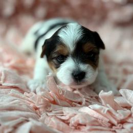 Girl 1 - Black tan and white female Biewer Terrier puppy in Lathrop, California from Forever Charmed