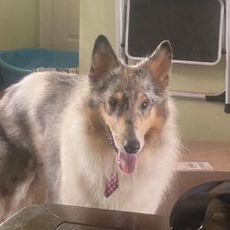 Scarlet - Collie