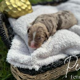 Assorted Doodle Crosses and Bernedoodle Puppies from Gentle Giants Doodle Co.