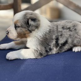 Boy 4 - male Australian Shepherd puppy in Boulder, Colorado from J&J Aussies