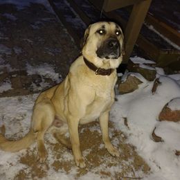 Anatolian Shepherd Dogs from Schmahl Family Farms