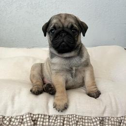 HooHoo - Fawn female Pug puppy in Grants Pass, Oregon from Malta Pugs
