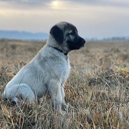 Anatolian Shepherd Dog Puppies from Wild Rooster Family Farm – AKC Anatolian Shepherd Breeder, OFA Health Tested