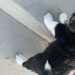Aussiedoodle Puppies from North 40 Aussiedoodles