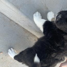 Aussiedoodle Puppies from North 40 Aussiedoodles