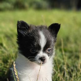Pomeranian Puppies from Fire Dove Pom