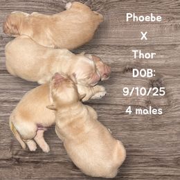 Boy 1 - Golden male Golden Retriever puppy in Yucaipa, California from Blessed Goldens