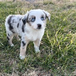 Boy 2 - Miniature Australian Shepherd puppy from Flying H Mini Aussies