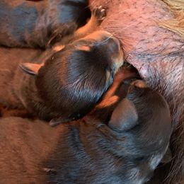 Girl 2 - female Rottweiler puppy in Yucaipa, California from Roush Rotts