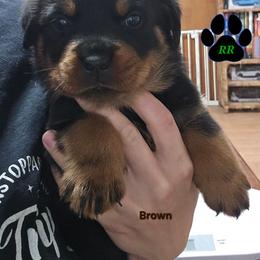 Brown - Black and mahogany male Rottweiler puppy in Tangent, Oregon from Raya's Royals