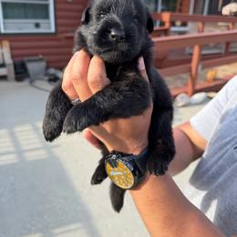 Male 1 - Black male German Shepherd puppy in Twin Lake, Michigan from Drago Team ~ Michigan K9