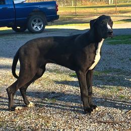 Cropped female D2 - Black and white female Great Dane puppy in Golconda, Illinois from Breken Great Danes