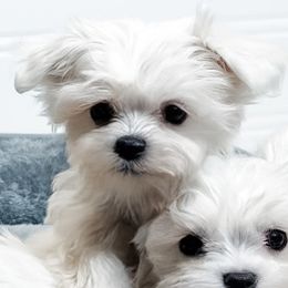 Boy 3 - male Maltese puppy in Tampa, Florida from Petite Pawz