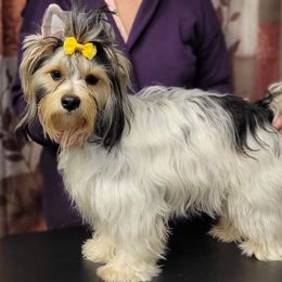 Nadira - Biewer Terrier
