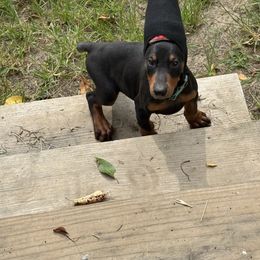 Green Collar Male - Black and rust male Doberman Pinscher puppy in Medina, Tennessee from Valorosa Doberman Kennel