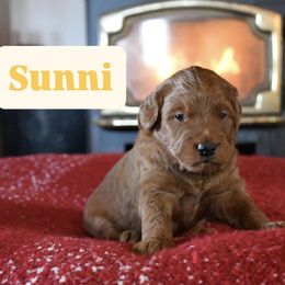 Sunni - Red  male Goldendoodle puppy in Dallas, Oregon from Angel Mortenson